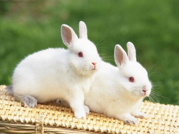 Nằm mơ thấy thỏ trắng có ý nghĩa gì con số gì may mắn