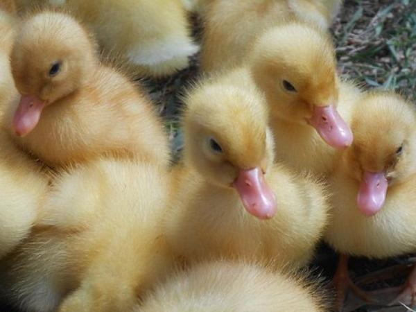 Nằm mơ thấy vịt con có điềm báo may mắn hay xui xẻo