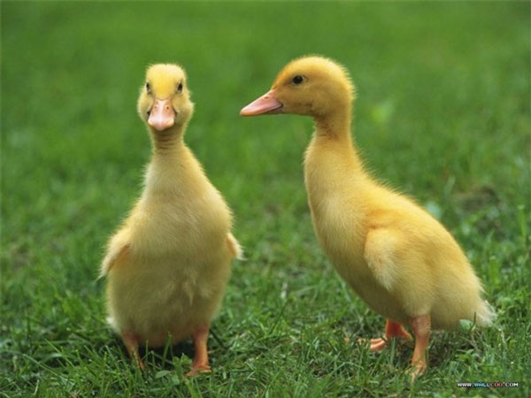 Nằm mơ thấy vịt con có điềm báo may mắn hay xui xẻo
