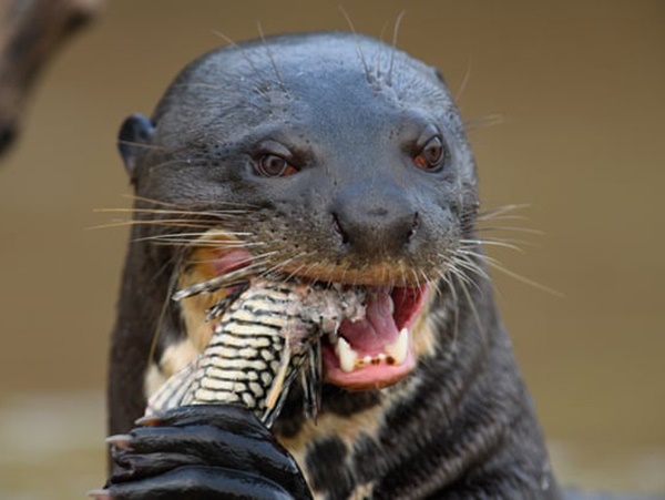 Tìm hiểu nằm mơ thấy con rái cá có thông điệp gì?