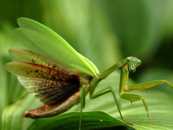 Chiêm bao thấy bọ ngựa trong vườn