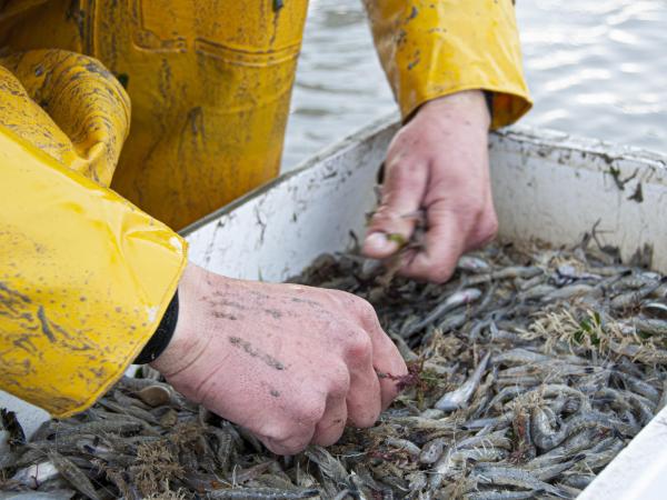 Giấc mộng thấy bắt được nhiều tôm