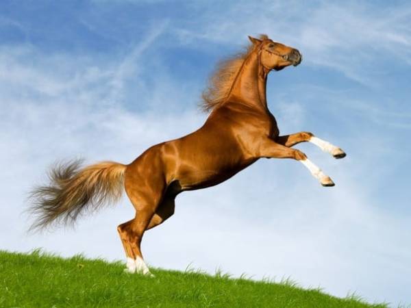 Đôi nét về vận trình tử vi tuổi Mậu Ngọ 3/10/2025