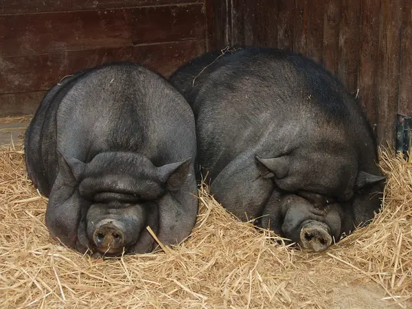 Chiêm bao thấy 2 con lợn rừng