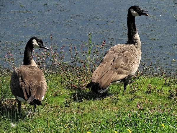 Mộng thấy 2 con ngỗng đang kêu to