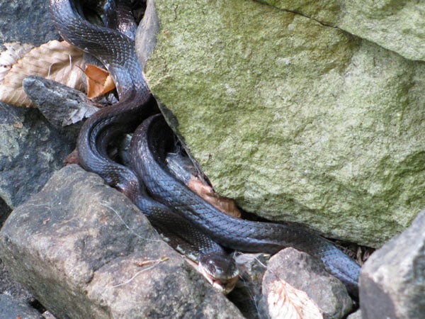 Chiêm bao thấy 2 con rắn đen đuổi theo mình