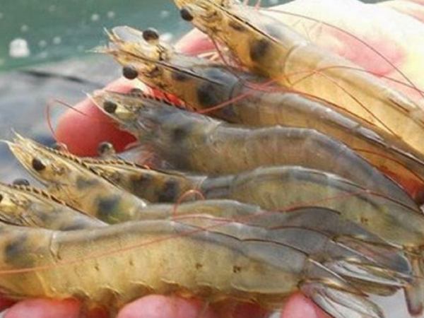 Phân tích giấc mơ thấy mua tôm dưới góc nhìn phong thủy