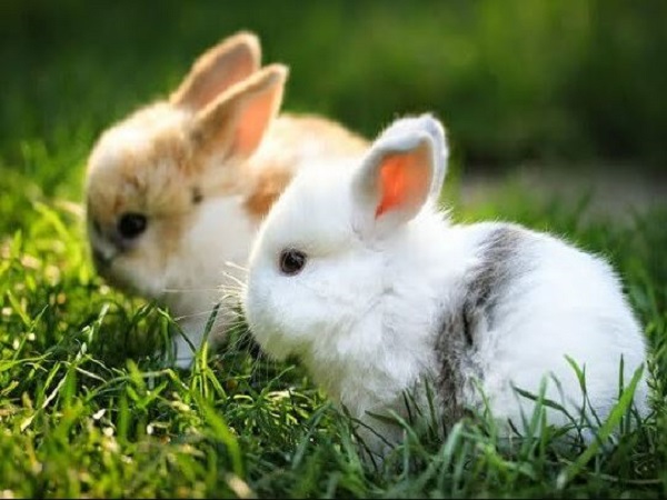 Giải mã chi tiết các giấc mơ thấy thỏ