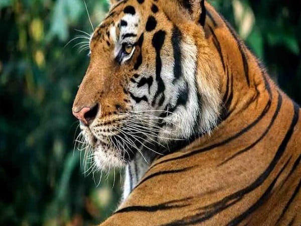 Nằm mơ thấy hổ vàng có ý nghĩa gì?