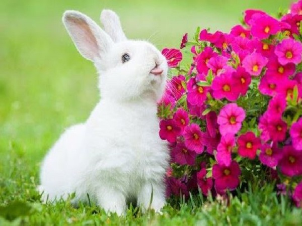 Ý nghĩa giấc mơ thấy thỏ là tốt hay xấu