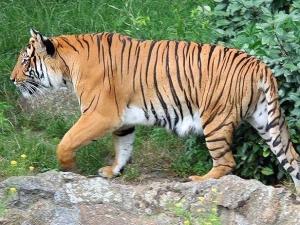 Giải mã chi tiết các giấc mơ thấy hổ vàng