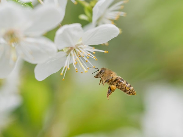 Giải mã chi tiết các trường hợp mơ thấy ong