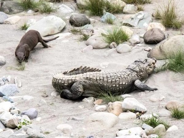 Nằm mơ thấy cá sấu đuổi là điềm gì, dự báo dữ hay lành?