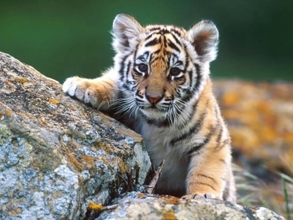 Nằm mơ thấy con hổ là điềm gì, số gì thịnh vượng?