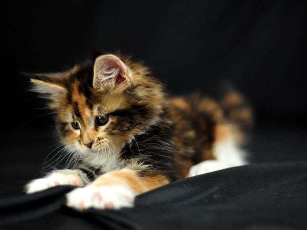 Nằm mơ thấy mèo tam thể là điềm gì: Vận hạn hay phát tài?