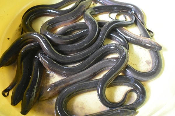 Nằm mơ thấy bắt lươn có số gì may mắn có điềm báo gì