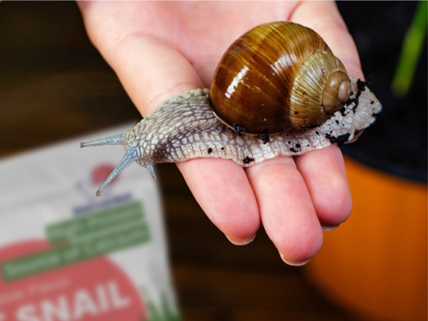 Nằm mơ thấy bắt ốc là điềm gì: Tài lộc hay thử thách?